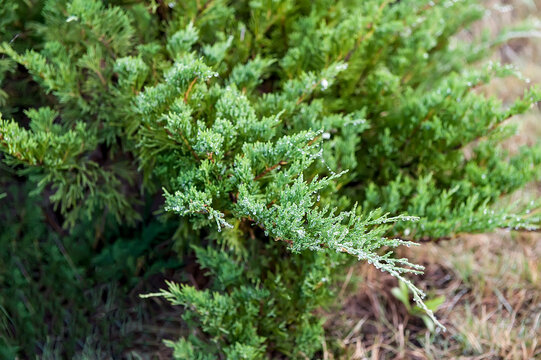 Green Juniper Branch Water Drops Macro