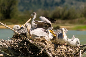 pélican gris, © JAG IMAGES