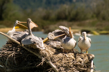 pélican gris, © JAG IMAGES