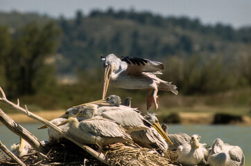 pélican gris, © JAG IMAGES