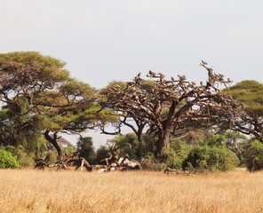 Vultures perching on a dry tree in African savanna © Michael