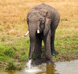 African elephant drinking water at Kenya safari watering hole © Michael