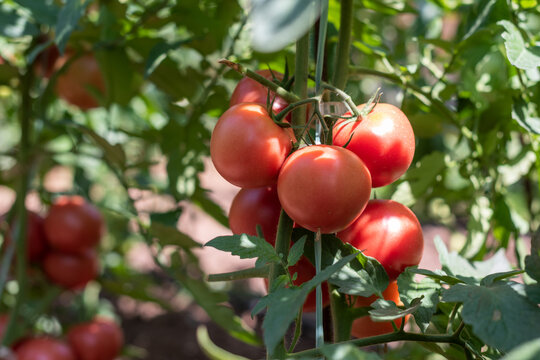 Ripe red tomatoes growing on a tomato plant in bright sunlight