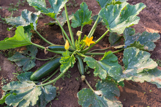 Full zucchini plant with fruits, yellow flowers and green leaves in vegetable garden