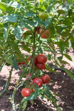 Ripe and green tomatoes growing in clusters on a tomato plant