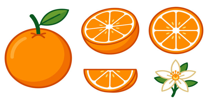  Flat vector illustration set of fresh orange fruit with slices half cut and blossom flower