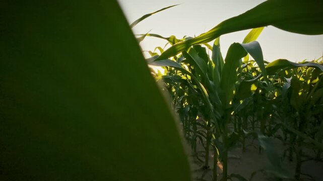 Idea of bright gold sunlit corn stalks ripple under a smooth glide, the high summer light washes an industrial agriculture field, rows of corn stretch, a farmer observes the cultivated expanse