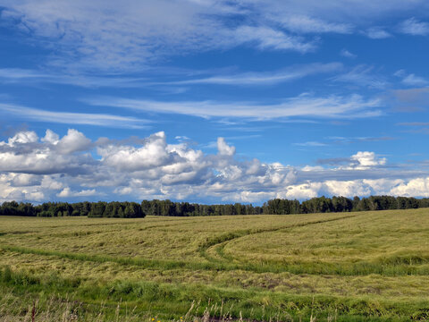 Agricultural fields and forest belt under blue sky and clouds. Altai Krai.