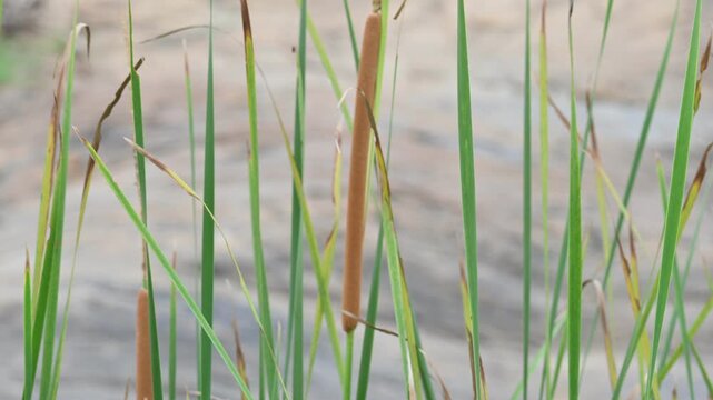 Typha plant with flowers. Its common name is&nbsp;bulrush, reedmace, cumbungi, bullrush and&nbsp;cattail. Its aquatic or semiaquatic,&nbsp;rhizomatous, herbaceous,&nbsp;perennial&nbsp;plants.
