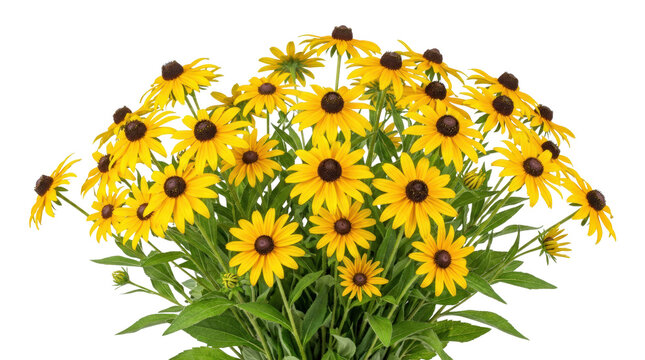 Vibrant bouquet of yellow black eyed susan flowers with green leaves.