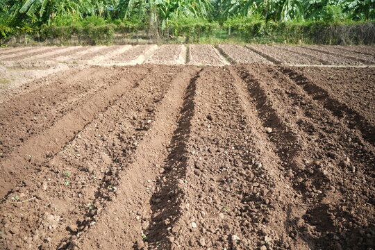 Rows of tilled soil outdoors