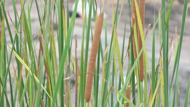 Typha plant with flowers. Its common name is&nbsp;bulrush, reedmace, cumbungi, bullrush and&nbsp;cattail. Its aquatic or semiaquatic,&nbsp;rhizomatous, herbaceous,&nbsp;perennial&nbsp;plants.
