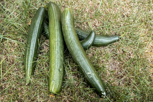 Frisch geerntete Salatgurken aus dem Hausgarten