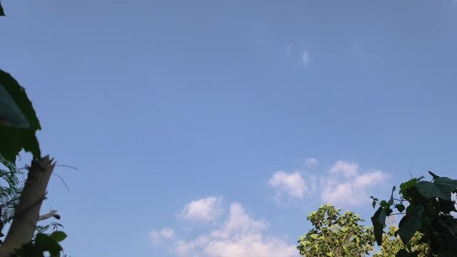 Low angle view of bright blue sky with passing clouds and green plants swaying below