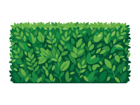 Green garden hedge with dense leaves
