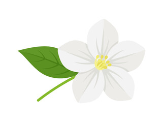 Fototapeta premium Jasmine flower vector illustration with leaf and stem