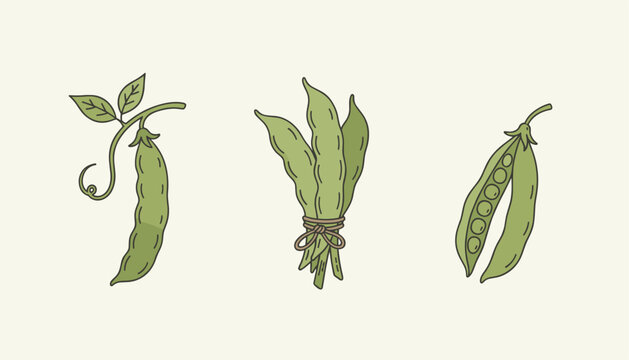 Elegant line art drawing of a single organic pea pod on a vine, a bundle tied with string, and an open pod showing green peas.