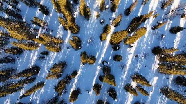 Vertical top-down aerial shot of pine trees casting long diagonal shadows over pristine white snow. Minimalist winter nature texture video for background and cinematic visual projects.