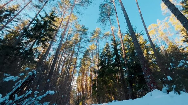 Low angle shot looking up at tall pine tree trunks extending towards blue sky in winter snowy forest. Sunlight filtering through evergreen branches in peaceful nature setting.