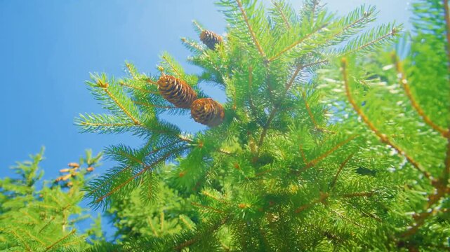 Close up macro shot of pine cones on green pine tree branch with bright sunlight flare and blue sky background. Beautiful vibrant nature stock video footage in summer or spring.