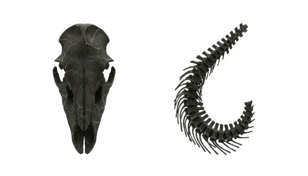 Dark Cracked Animal Skull and Curved Spine Bone Set