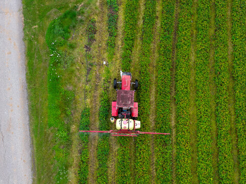 Aerial view of a red tractor spraying fertilizer on lush green strawberry rows in an agricultural field next to a dirt road in Valldal, More og Romsdal, Norway.