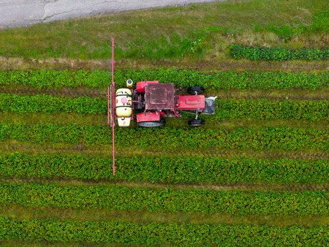 Aerial view of a red tractor spraying strawberry rows in a field in Valldal, More og Romsdal, Norway.