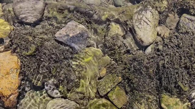 A detailed close-up view of a rocky riverbed. Wet stones in shades of gray, brown, and beige are interspersed with dark green algae and fine organic debris. The texture-rich composition