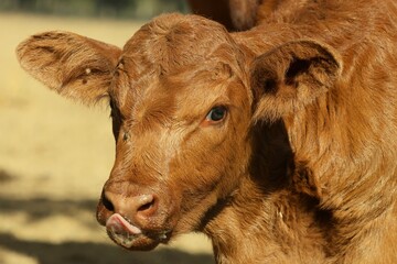 Baby Brown © Deb
