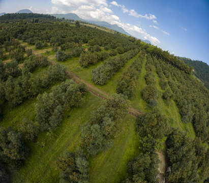 Aerial view of avocado fields with rows of trees stretching across the hilly landscape in Tancitaro, Michoacan, Mexico.