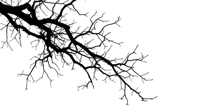 Bare Tree Branch Silhouette Isolated on Transparent Background