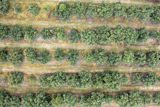 Aerial view of rows of lush green avocado trees planted in neat lines within an orchard in Tancitaro, Michoacan, Mexico.