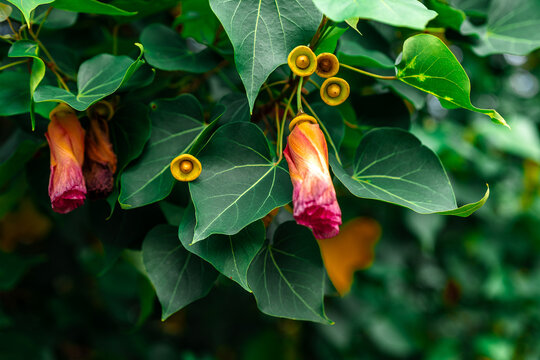 Close-up macro shot of Portia tree foliage tropical plant leaves with orange-red unopened flower buds and yellow fruit pods