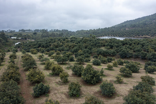 Aerial view of lush avocado fields in the hilly landscape featuring rows of fruit trees, a small irrigation pond, and a cloudy sky in Tancitaro, Michoacan, Mexico.