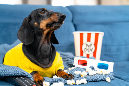 A black and tan dachshund dog in a yellow shirt lies on a knit blanket beside 3d glasses and a spilled popcorn cup, a fun concept of home cinema entertainment.