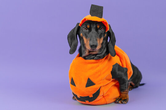 A black and tan dachshund dog wears an orange pumpkin outfit with a carved face against a purple backdrop, a charming idea for pet costume shopping and autumn promotion