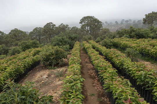 Aerial view of avocado saplings growing in neat rows within a nursery, surrounded by lush trees under an overcast sky in Tancitaro, Michoacan, Mexico.