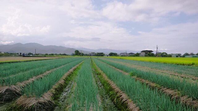 lush green fields in Sanxing Township, Yilan County, Taiwan