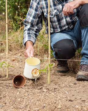 Close-up of a farmer's hands watering a tomato plant in an organic field with an old metal watering can. Garden work in spring. Traditional agriculture.