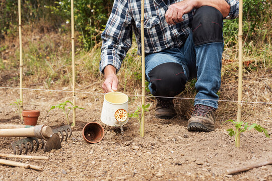 Close-up of a farmer's hands watering a tomato plant in an organic field with an old metal watering can. Garden work in spring. Traditional agriculture.