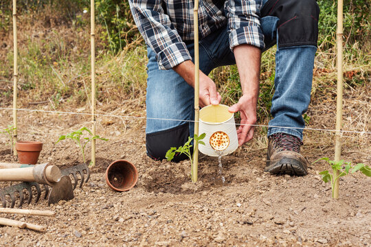 Close-up of a farmer's hands watering a tomato plant in an organic field with an old metal watering can. Garden work in spring. Traditional agriculture.