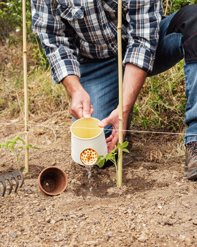 Close-up of a farmer's hands watering a tomato plant in an organic field with an old metal watering can. Garden work in spring. Traditional agriculture.