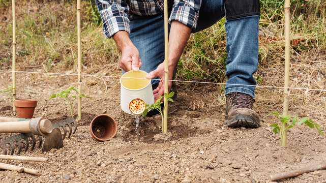 Close-up of a farmer's hands watering a tomato plant in an organic field with an old metal watering can. Garden work in spring. Traditional agriculture.
