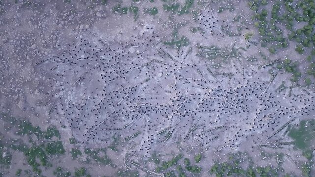 An overhead drone perspective reveals the dense distribution of cormorant nests on Lake Huron. The birds create a distinct pattern across the island landscape and green shrubs.