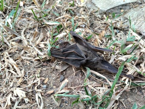 A dead bat lying motionless on the ground, documenting wildlife mortality and the natural cycle of life and decomposition. This detailed wildlife image can illustrate topics related to bats, animal re