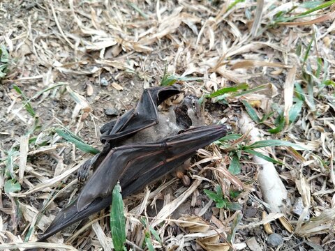 A dead bat lying motionless on the ground, documenting wildlife mortality and the natural cycle of life and decomposition. This detailed wildlife image can illustrate topics related to bats, animal re