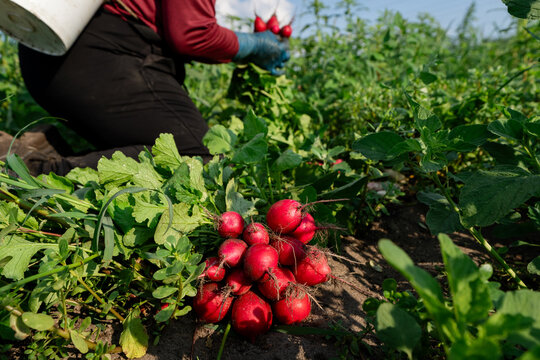 Close-up of harvested radishes with farm worker in background