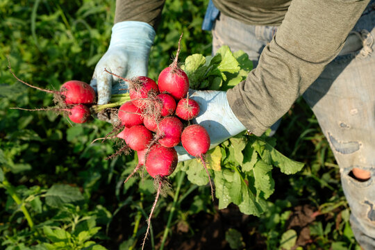 Farm worker holding fresh radishes during Michigan harvest