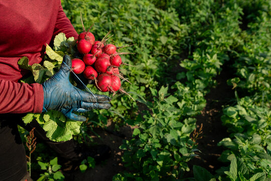 Farm worker holding radish bunch during Michigan harvest