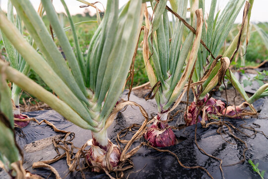 Red onions growing in Michigan vegetable field